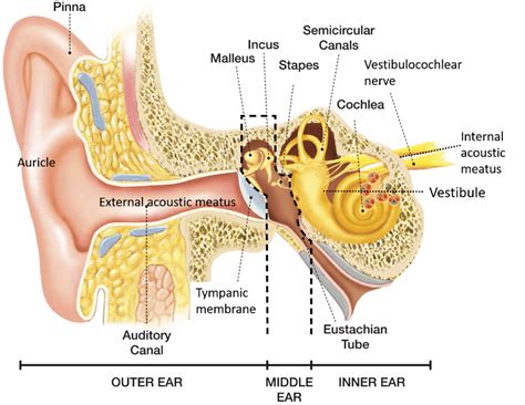 auditory vs acoustic